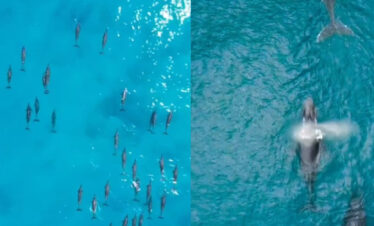 Private Dolphin Swim & Seasonal Whale Watching Charter