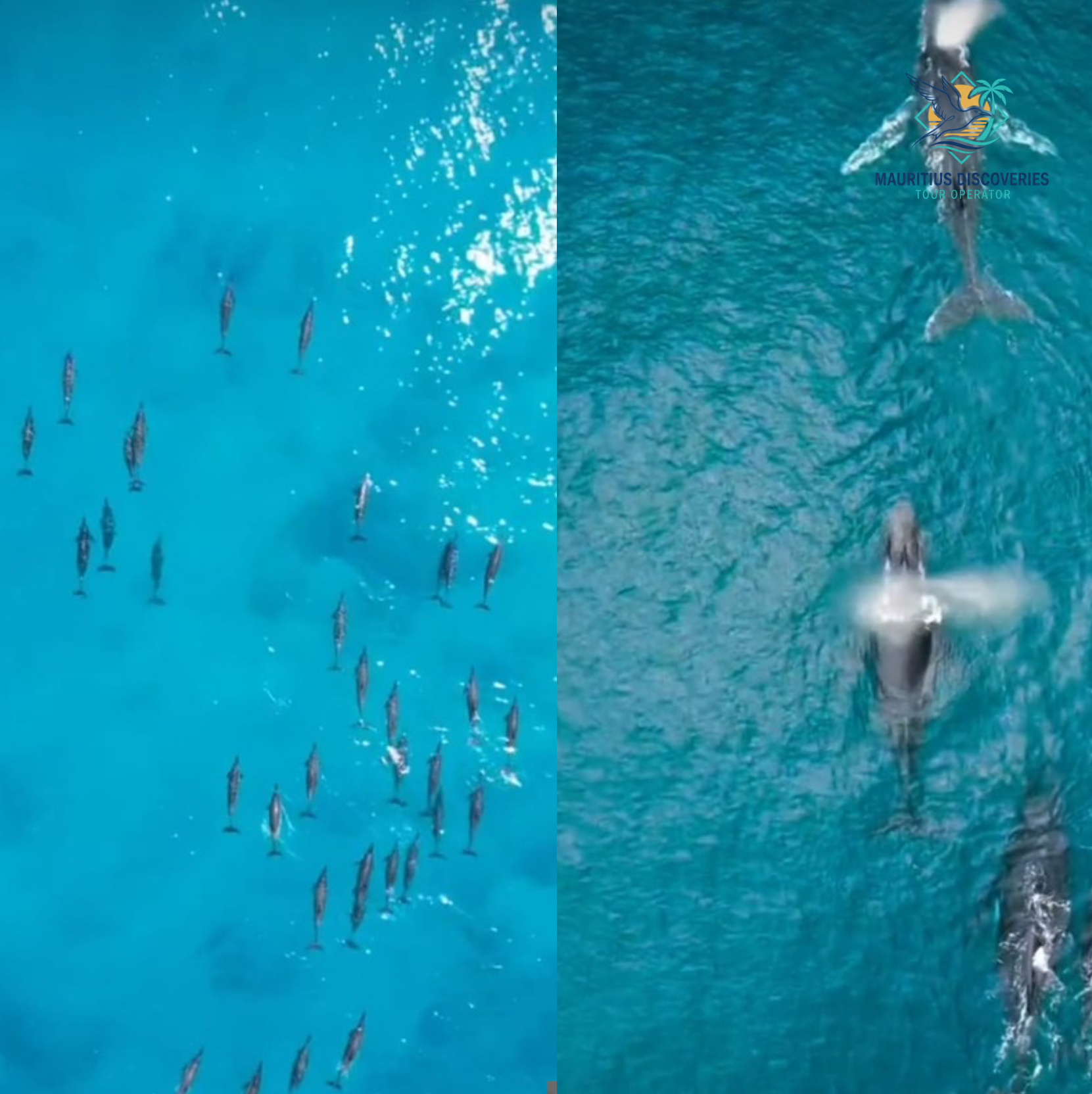 Dolphin and whale images illustrating the private marine charter in Mauritius